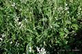 Salad rocket